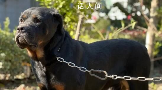 羅威納犬被成都納入禁養(yǎng)犬名單 成都禁養(yǎng)犬種有哪些2023