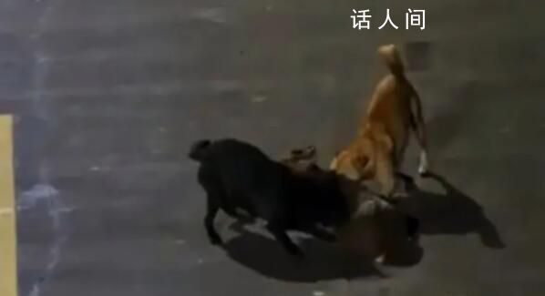 大學生用無人機救遭撕咬保護動物 無人機成功營救