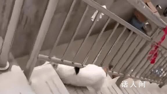 貓咪犟種附體欲跳對面房頂連摔3次 網(wǎng)友：對面有魚干?