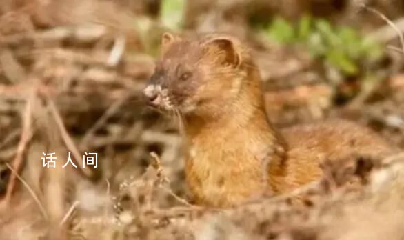 上海男子捕食33只黃鼠狼 被警方抓獲