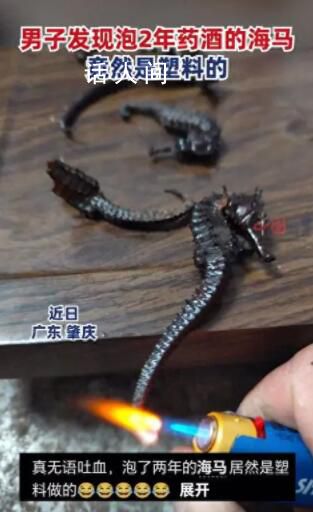 男子發現泡2年的藥酒里海馬竟是塑料 用火燒會收縮還伴有塑料味