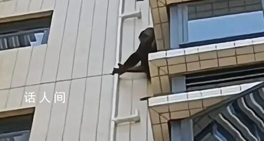 黑猩猩攀爬居民樓?專家:是藏酋猴