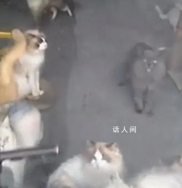 貓咖20只貓餓到互相殘殺?店主回應(yīng)