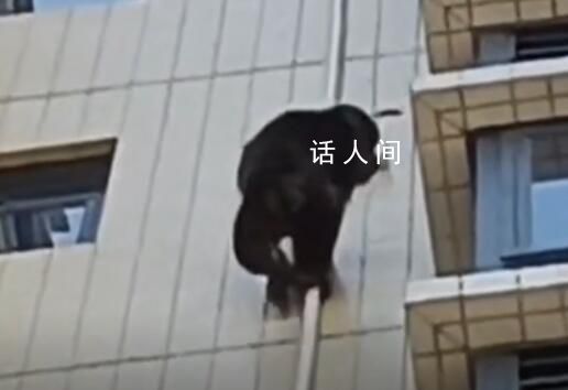廣東有猩猩爬居民樓?物業:沒抓住