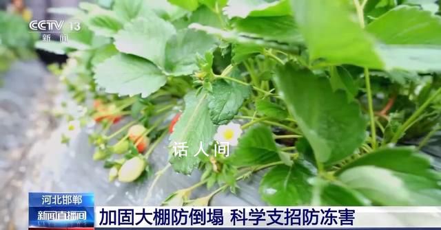 “菜籃子”量足價(jià)穩(wěn) 各地從田間到超市多措并舉全力保供穩(wěn)價(jià)