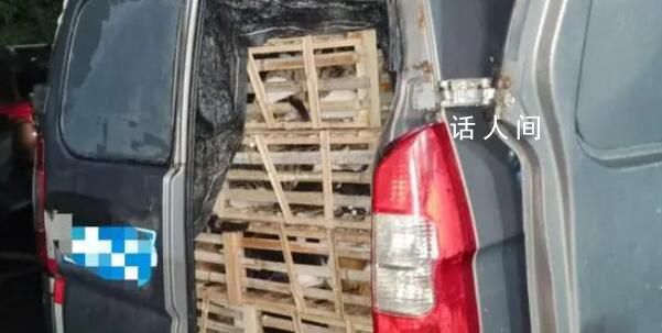 愛貓失蹤90后女孩暗訪整條產業鏈 破壞了貓販子們近百萬的交易