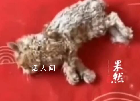 小貓雪天被凍僵女子用吹風機救活 目前已收養(yǎng)小貓