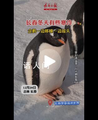 長春冬天凍懵企鵝:腳丫不敢著地