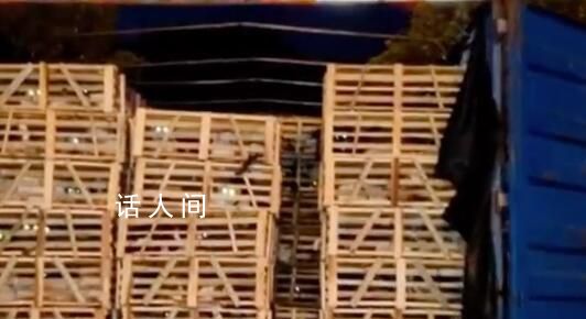 女孩一年舉報(bào)幾十個貓販子窩點(diǎn) 拯救貓咪15車數(shù)以萬計(jì)的生命得以存活