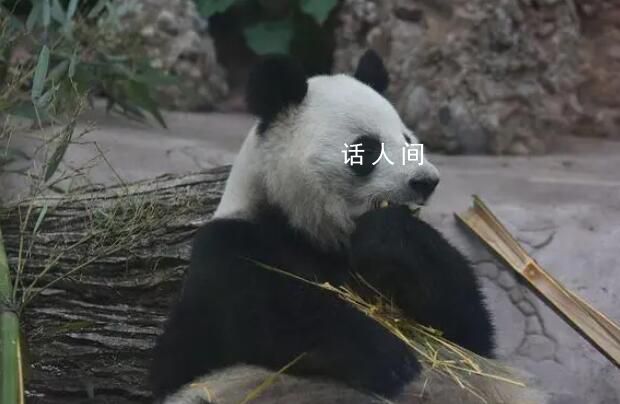 丫丫開(kāi)啟冬至進(jìn)補(bǔ)模式 網(wǎng)友：丫丫養(yǎng)的小鳥(niǎo)肉眼可見(jiàn)的胖了