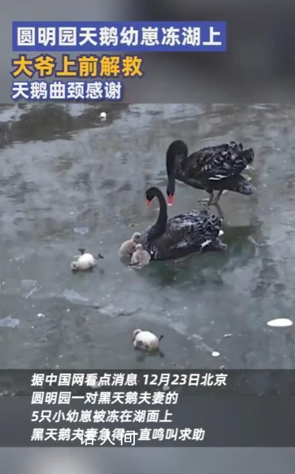 圓明園天鵝幼崽凍湖上大爺踏冰解救 萬(wàn)物有靈感謝好心人