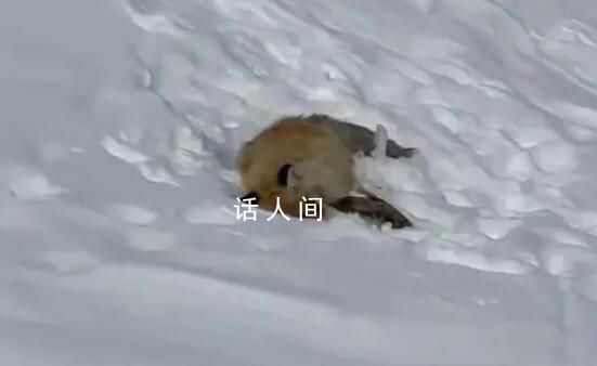 網(wǎng)紅狐貍死在雪地里 周圍有不少腳印