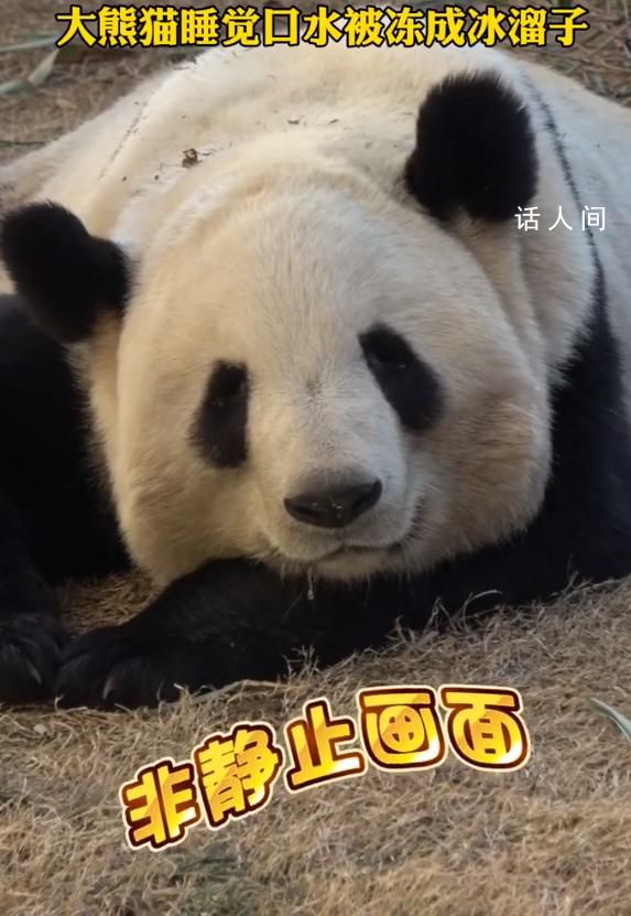 大熊貓睡覺口水被凍成冰溜子 吸引了眾人的目光