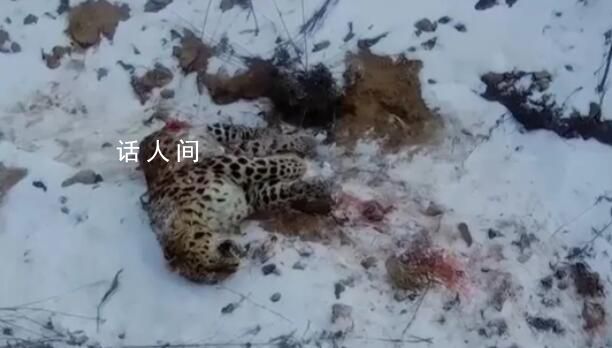 還原東北虎捕殺東北豹搏斗經過 專家：東北豹在家里被害