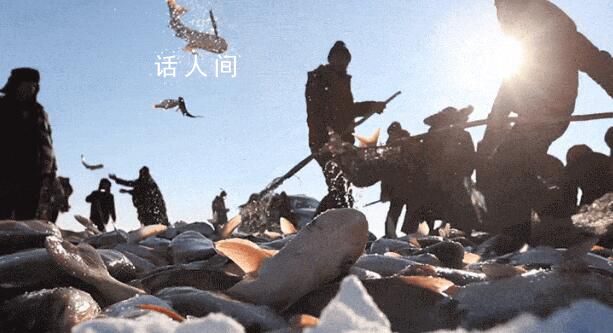查干湖好運頭魚拍出1399999元 由河南省商丘農產品中心拍得