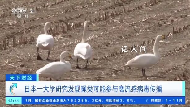 日本遭遇最嚴(yán)重禽流感疫情 撲殺家禽1700多萬(wàn)只