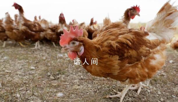 蠅類可能參與禽流感病毒傳播 這為禽流感防控提供了新思路