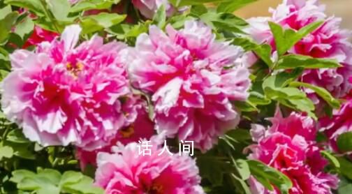 30秒看故宮的春夏秋冬 描寫故宮的春夏秋冬
