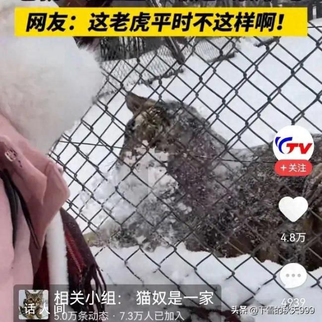 白狐出來接客 東北虎被潑雪