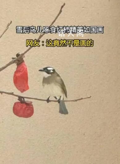 雪后鳥兒啄食紅柿神還原國畫 讓人眼前一亮
