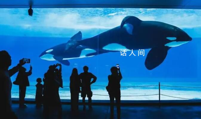 虎鯨寶寶出生即200公斤 一起為虎鯨寶寶送上了滿月祝福