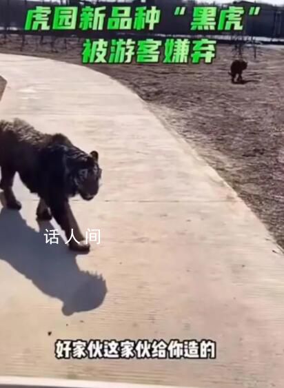 “二埋汰”成東北虎里最紅的仔 二埋汰到底是誰啊