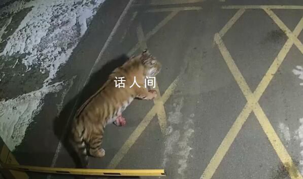 礦區凌晨驚現東北虎 還咬死一只狗