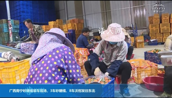 廣西送砂糖橘答謝東北老鐵 200噸砂糖橘緊急發往哈爾濱贈送東北老鄉