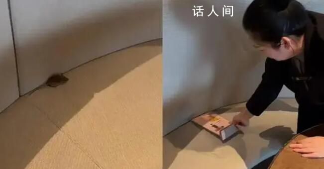 男子遇老鼠霸座 店員:沒老鼠不可能