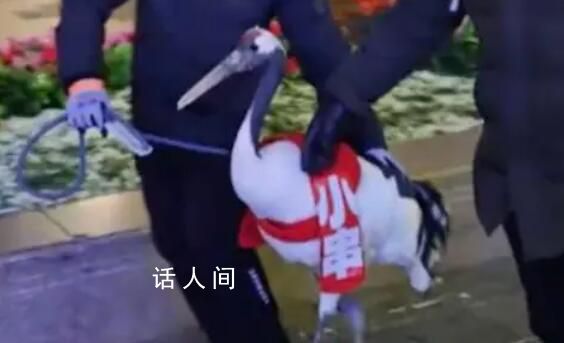 鶴崗丹頂鶴出現(xiàn)在哈爾濱中央大街 把家底全掏出來(lái)了