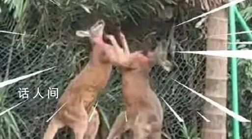 廣州一動物園兩只袋鼠對打到飛起 戰況一度十分激烈
