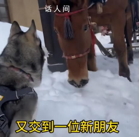 南方哈士奇到東北拉雪橇狂飆5公里 主人稱需要一路剎車