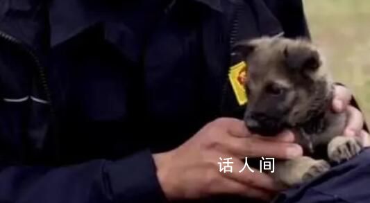 警犬父母生下幼犬取名110 民警說它一看就是當警犬的料