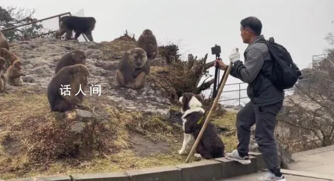 男子峨眉山上直播牽狗挑釁猴子 為博取流量