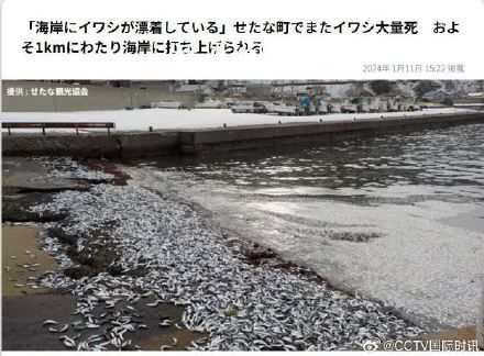 日本北海道海岸再現(xiàn)大量死魚 回應(yīng)：魚群可能是為了逃避捕食而被沖上沙灘