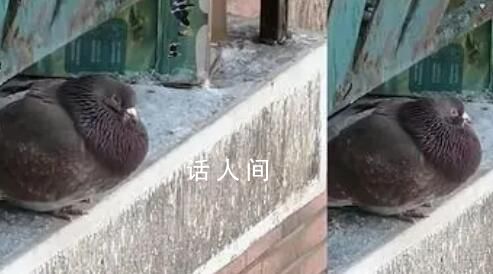 爾濱中央大街鴿子被游客喂成鴿豬 網友：這也太胖了