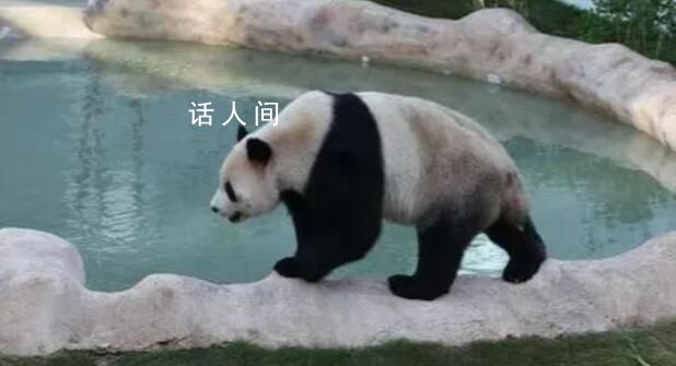 卡塔爾旅游局邀請中國游客去看熊貓 并感受中卡文化的交融