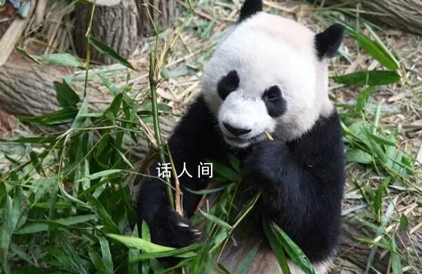 大熊貓叻叻將啟程返回中國 當天將返抵中國成都