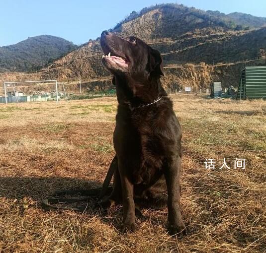 浙江5條退役警犬找領(lǐng)養(yǎng) 最小7歲最大11歲