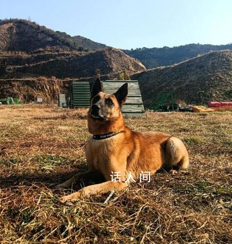 浙江5條退役警犬找領(lǐng)養(yǎng) 最小7歲最大11歲