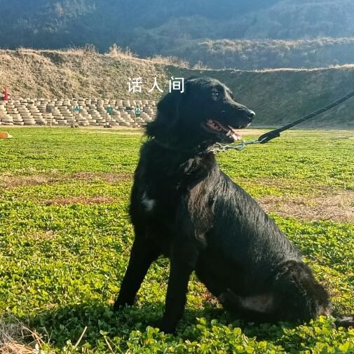 浙江5條退役警犬找領養 最小7歲最大11歲