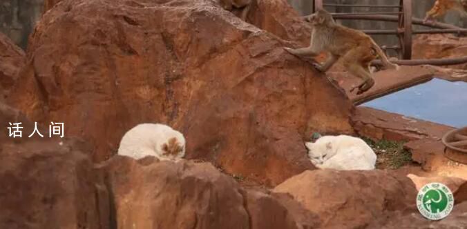 昆明動物園回應猴群與流浪貓共處 為滅鼠患收容流浪貓