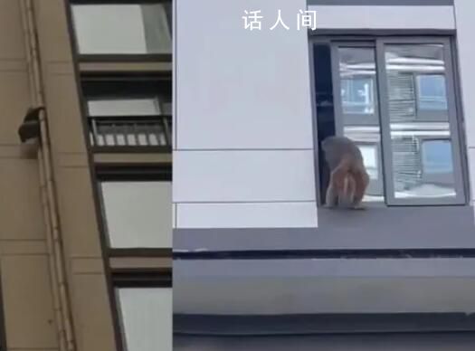 猴子闖小區徒手攀爬33層高樓 這些野猴是從附近山上跑出來的