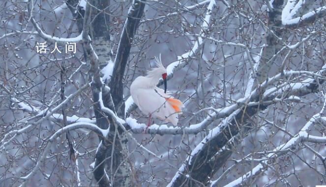朱鹮雪中起舞水墨畫瞬間活了起來 與雪景相映成趣