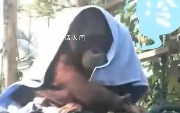 廣州動物園猩猩冷到披上毯子 這天氣快給猩猩安排上暖風機和毛毯
