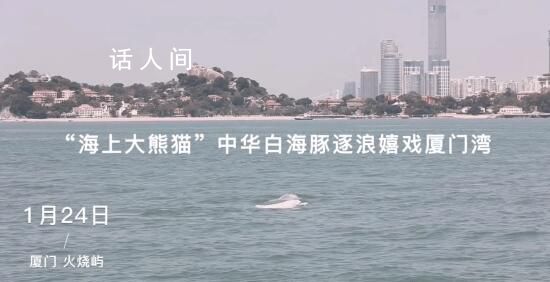 中華白海豚逐浪嬉戲廈門灣 素有美人魚和水上大熊貓之稱