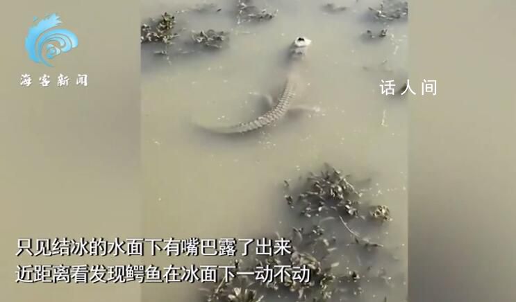 鱷魚冬眠罕見畫面曝光 仿佛都凍僵了
