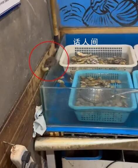 男子在飯店吃燒烤 看見老鼠叼著海鮮