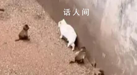 科普作家談昆明動(dòng)物園猴群與貓共處 猴群大概率會(huì)和貓群起沖突