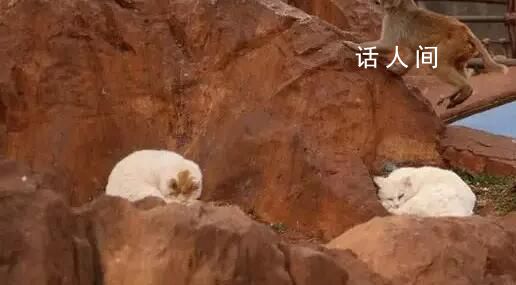 實地探訪昆明動物園轉(zhuǎn)移貓咪 將把貓移出猴山